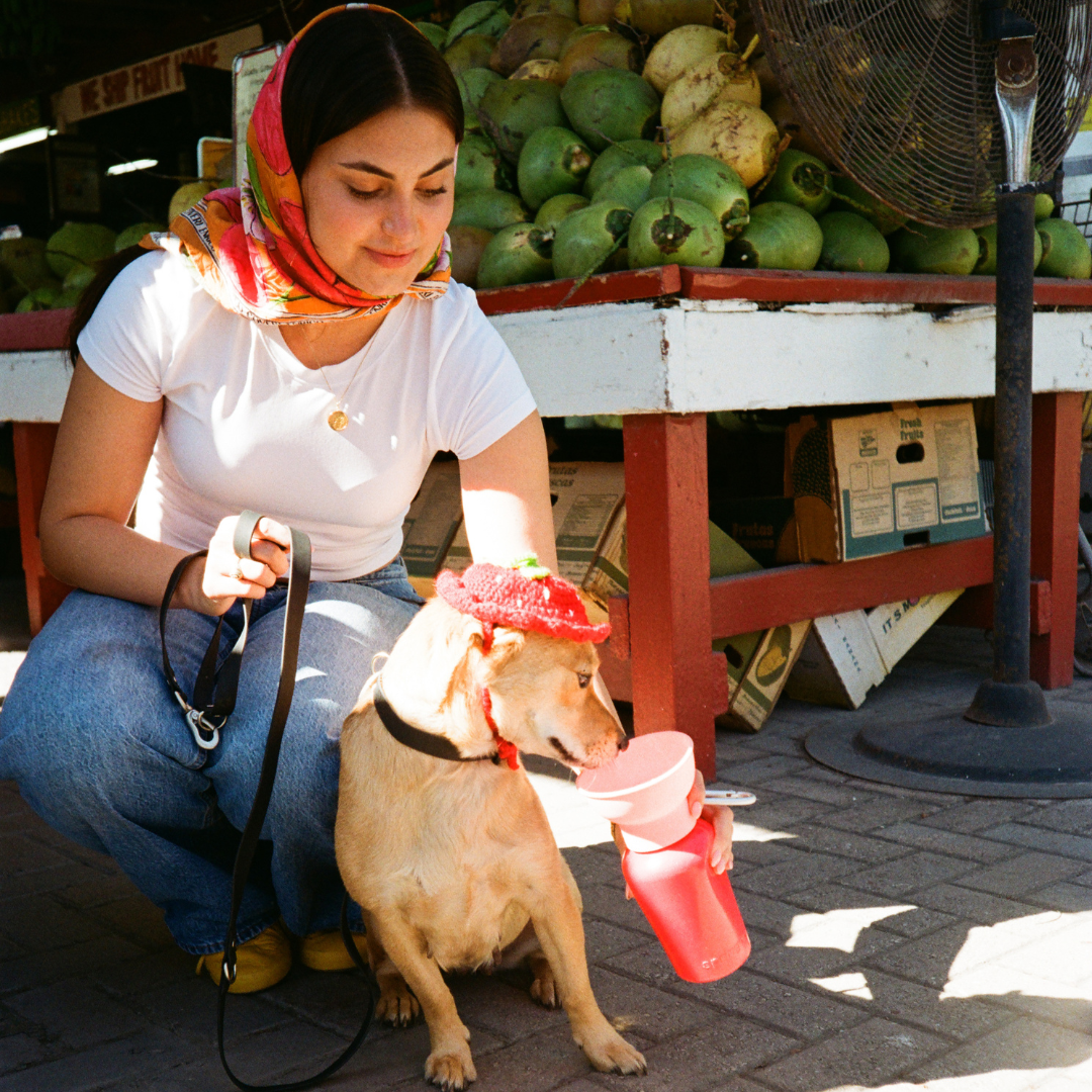 Dog Goods