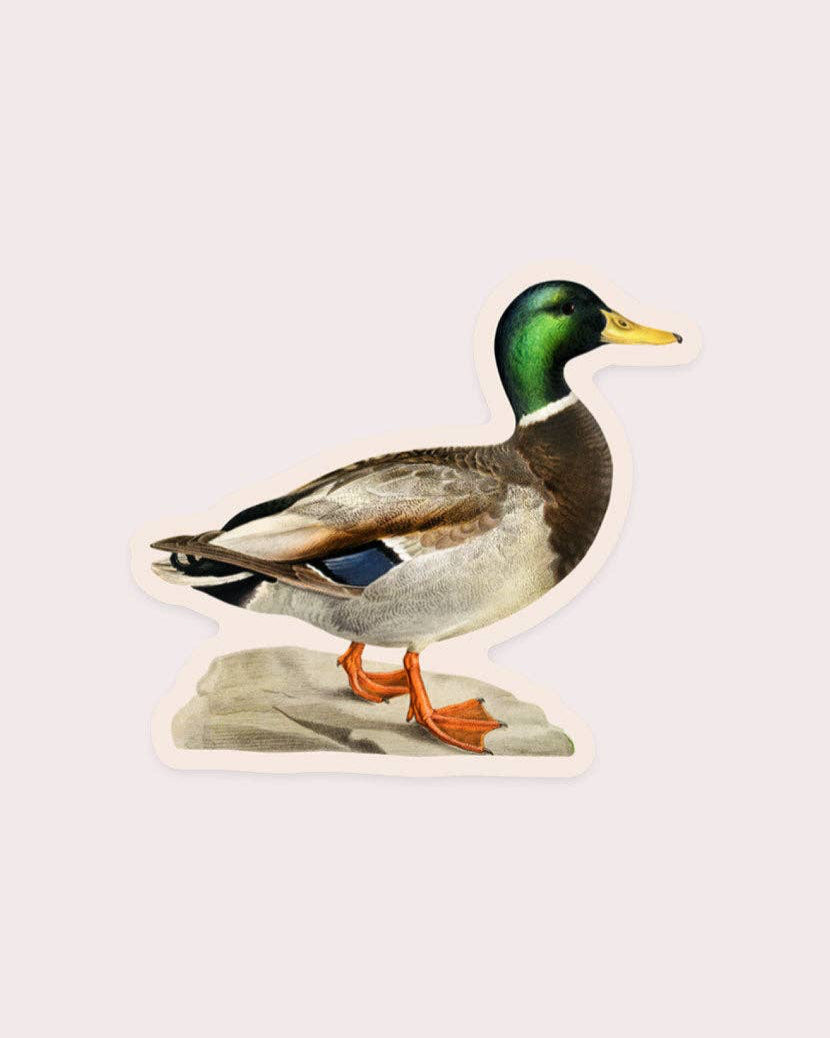 Measured Mallard - Gap Filler Sticker