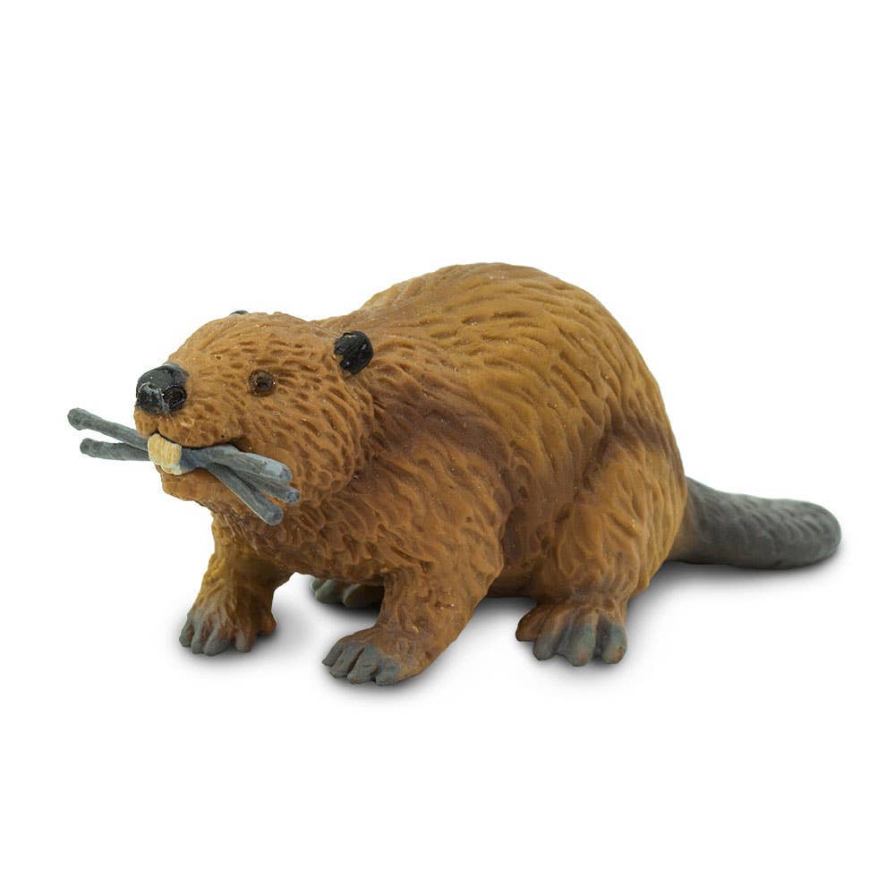 Beaver