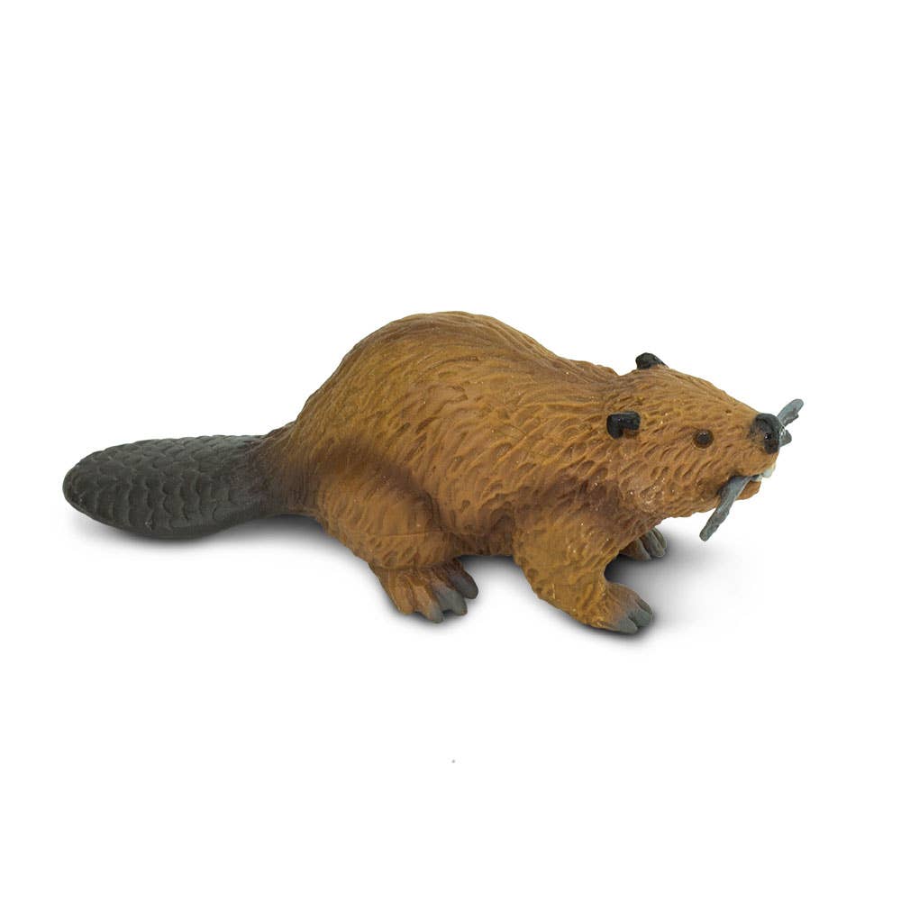 Beaver