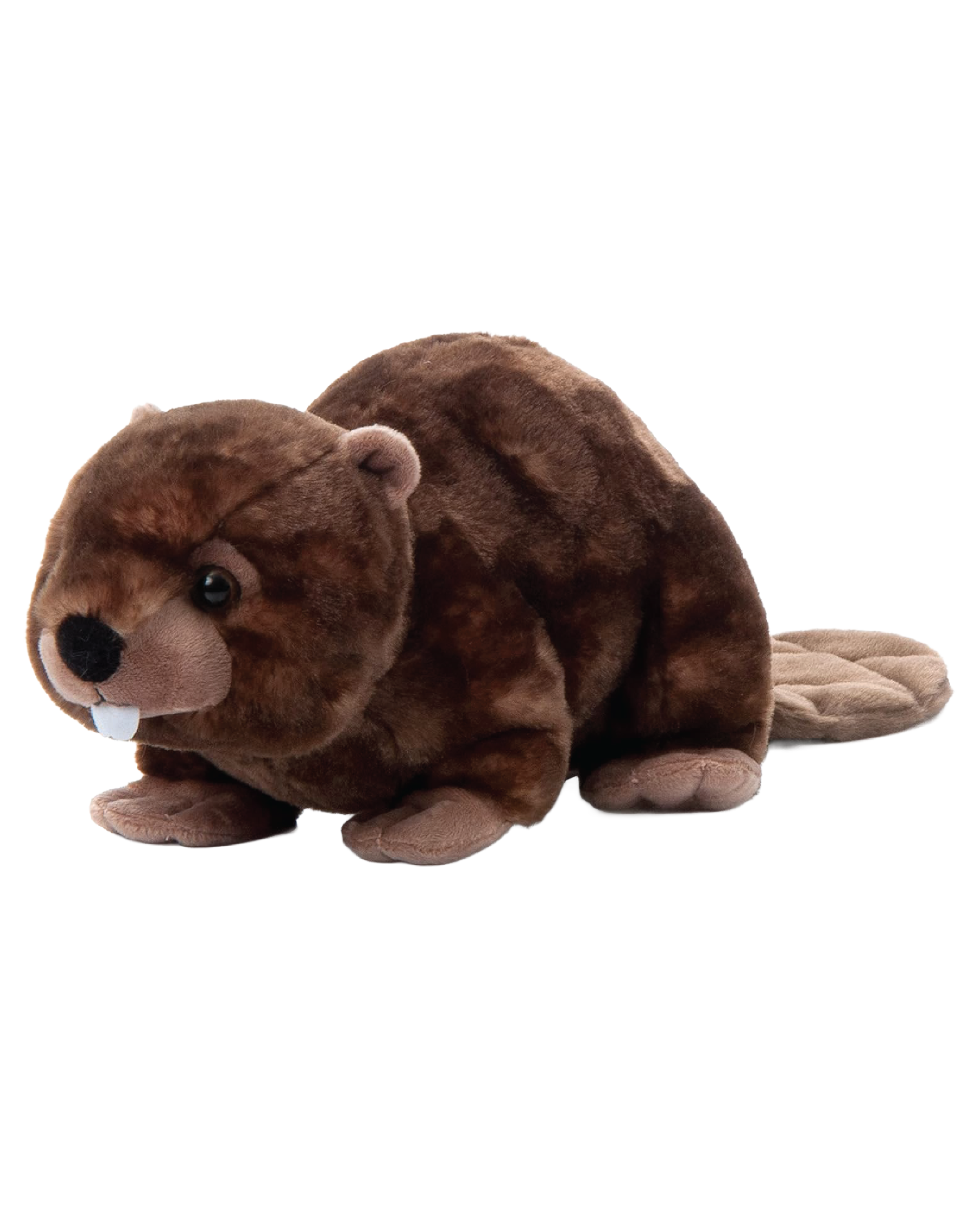 Wild Onez Beaver Wild Life