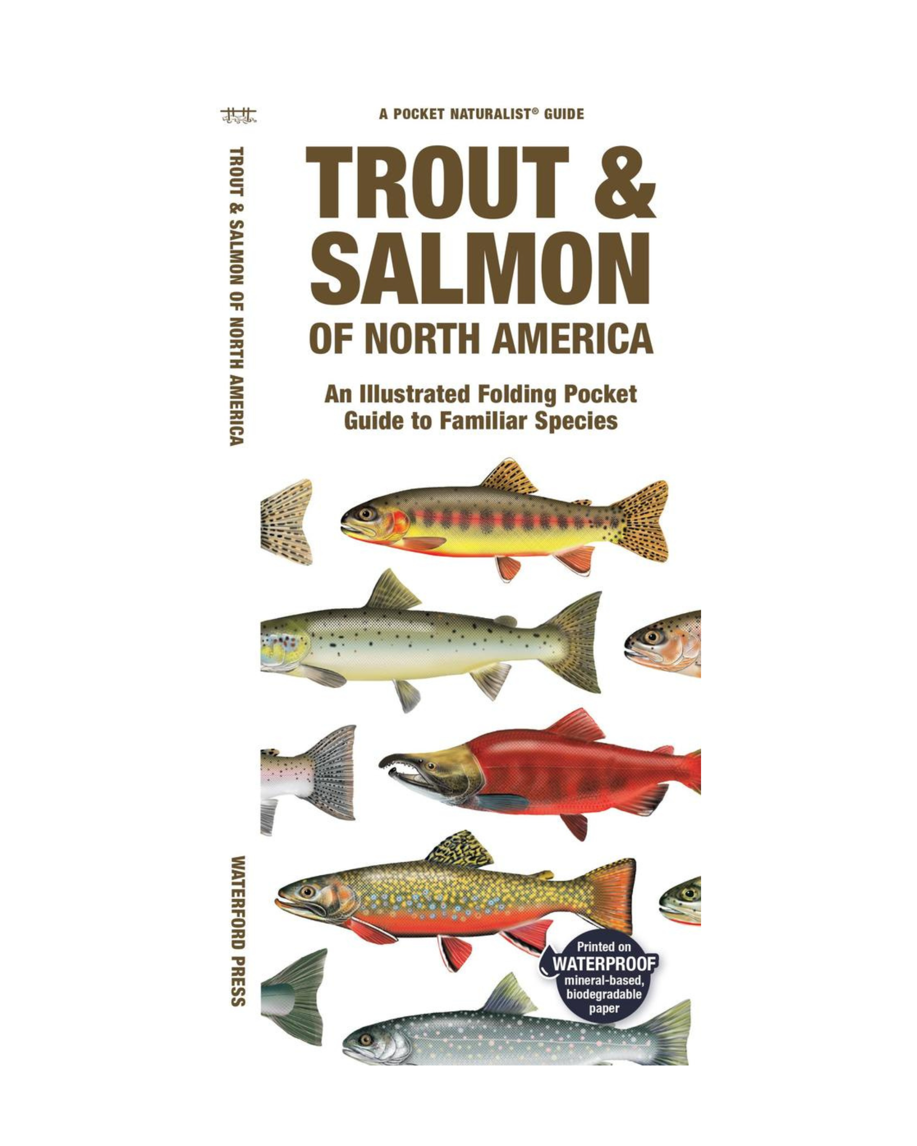 Trout & Salmon of North America: A Folding Pocket Guide