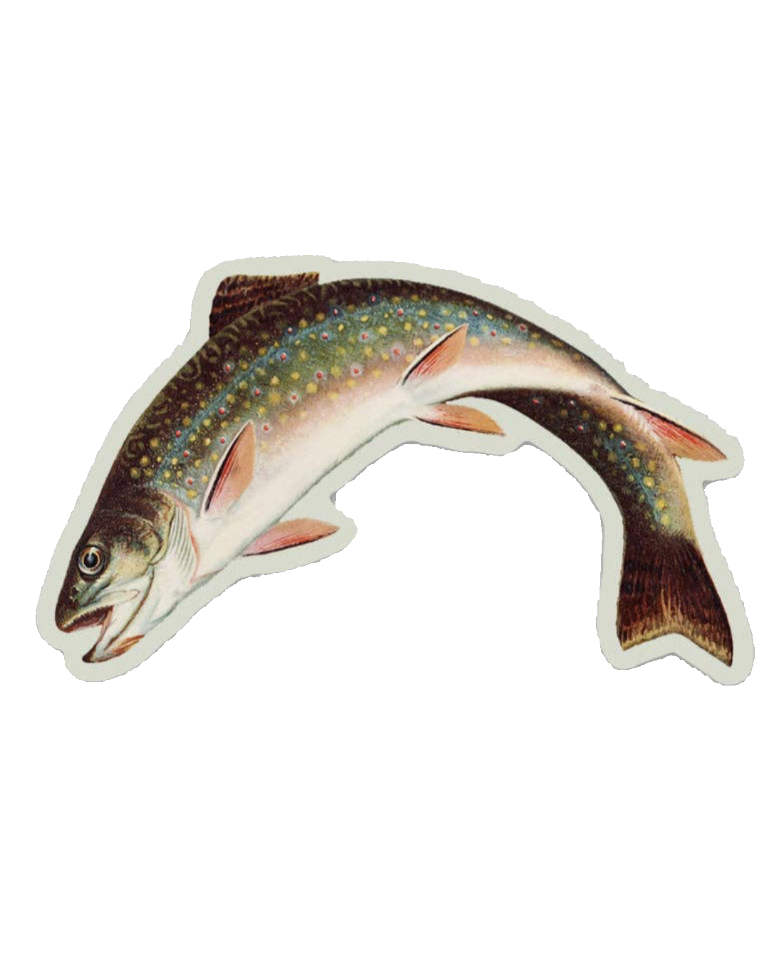 Scandalized Rainbow Trout - Gap Filler Sticker
