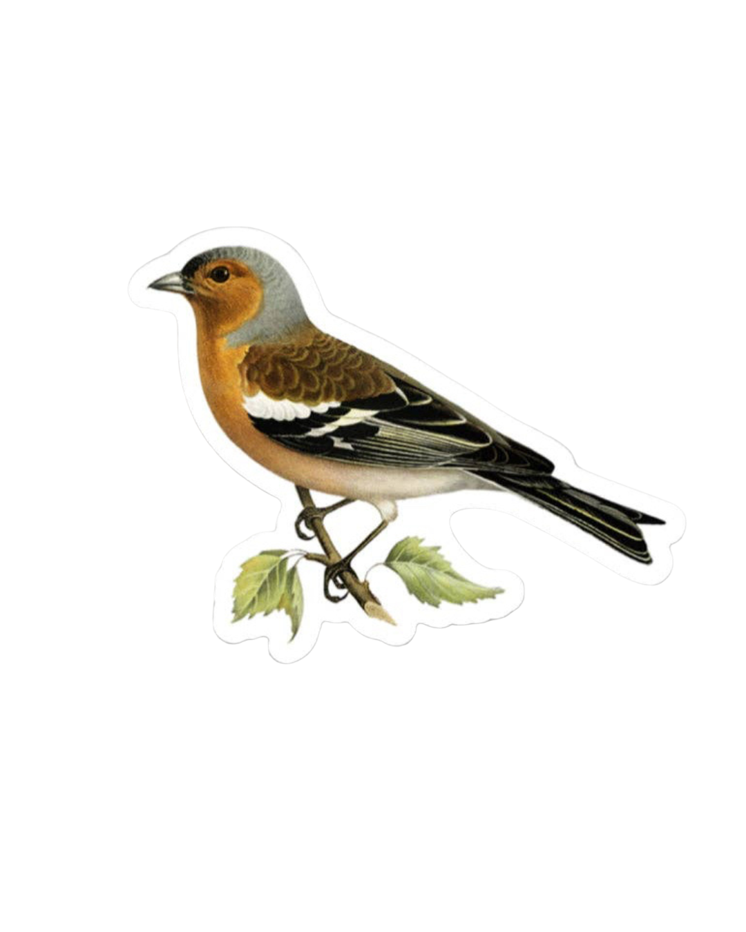 Stoic Finch - Gap Filler Sticker