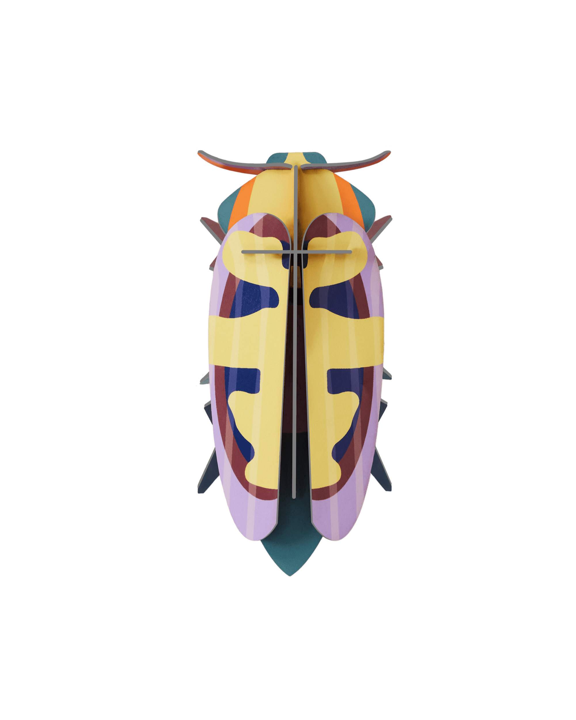 Mango Flower Beetle