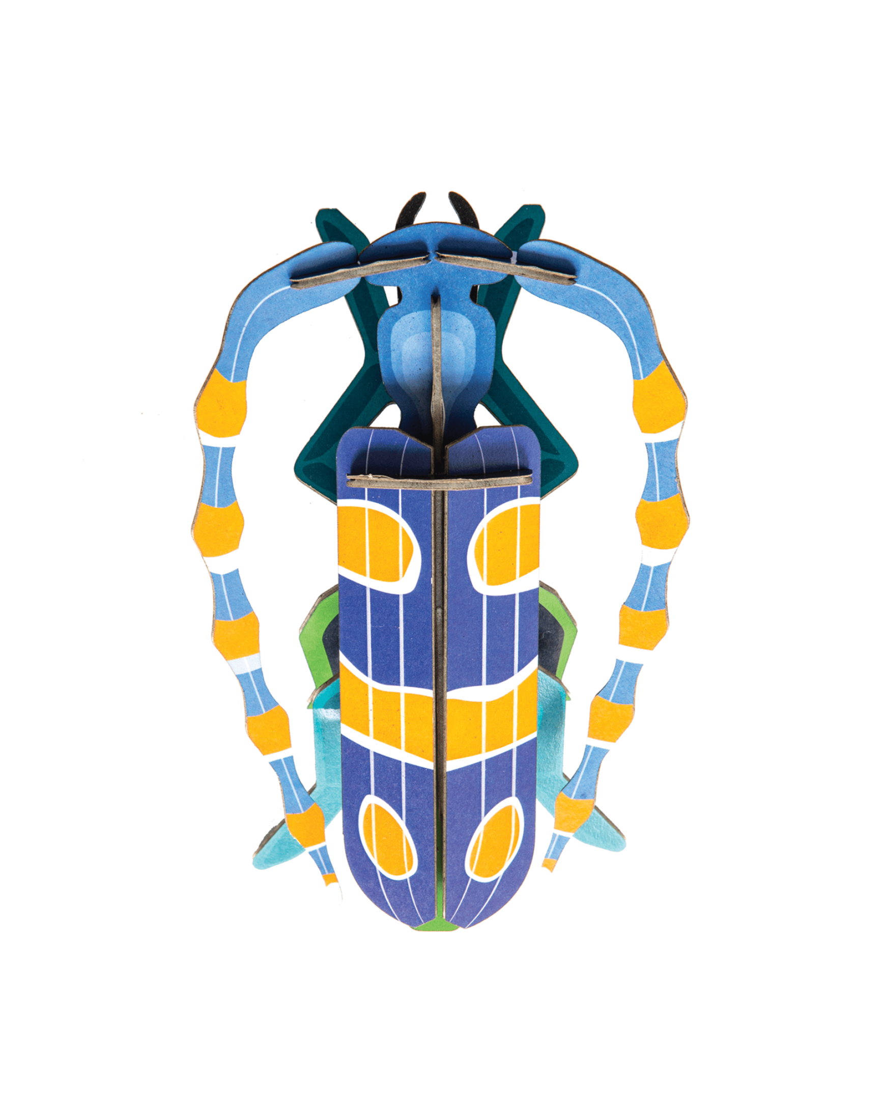 Rosalia Beetle