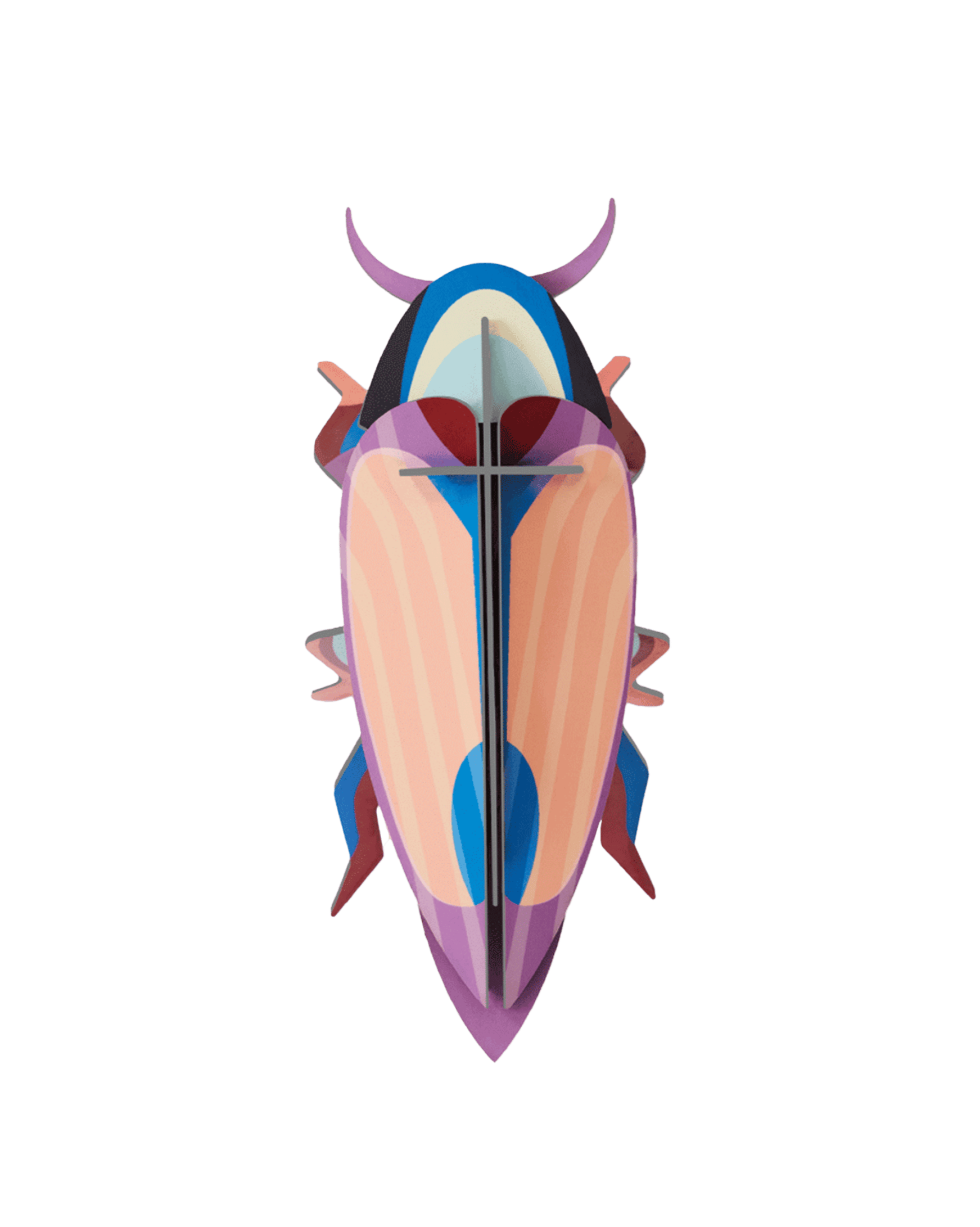 Violet Click Beetle