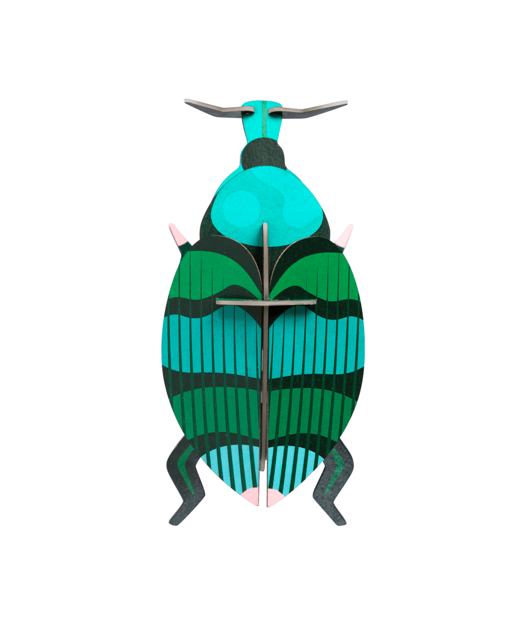 Weevil Beetle